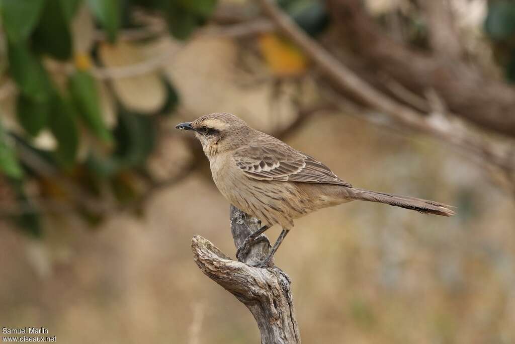 Chalk-browed Mockingbirdimmature