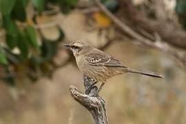 Chalk-browed Mockingbird