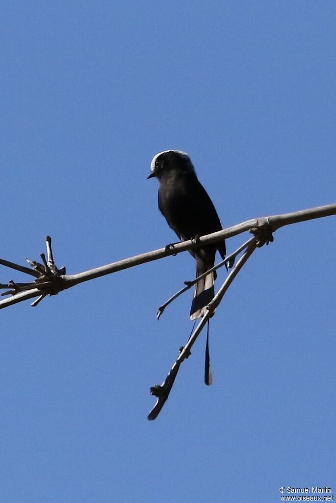 Long-tailed Tyrant male adult