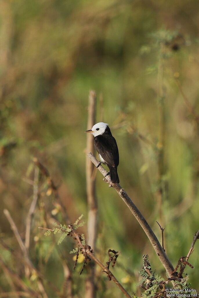 White-headed Marsh Tyrant male adult