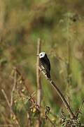 White-headed Marsh Tyrant