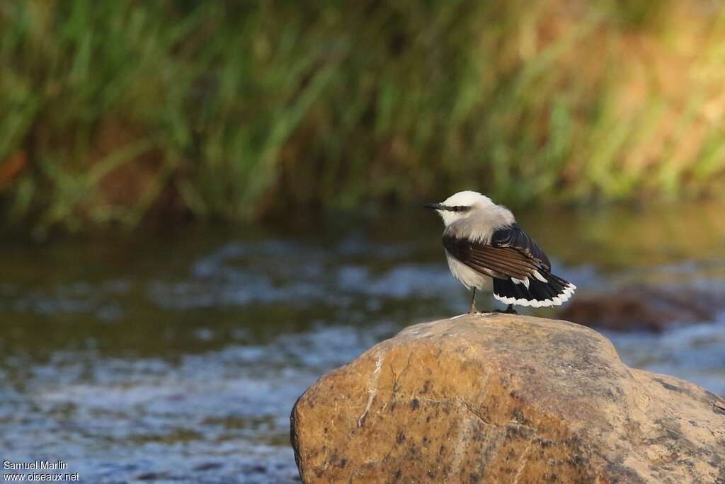 Masked Water Tyrantadult, habitat