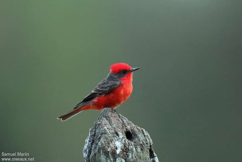 Scarlet Flycatcher male adult, identification