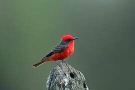 Scarlet Flycatcher