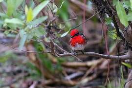 Scarlet Flycatcher