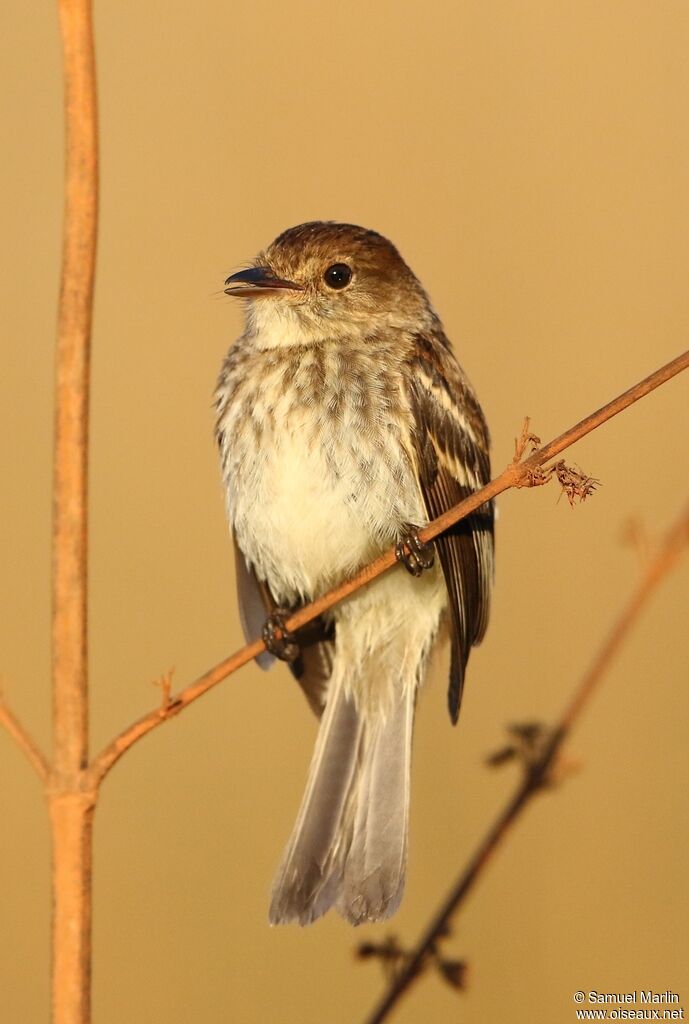 Bran-colored Flycatcheradult