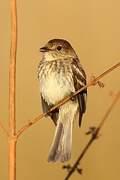 Bran-colored Flycatcher