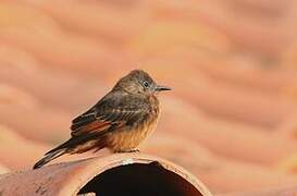 Cliff Flycatcher