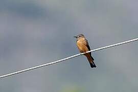 Cliff Flycatcher