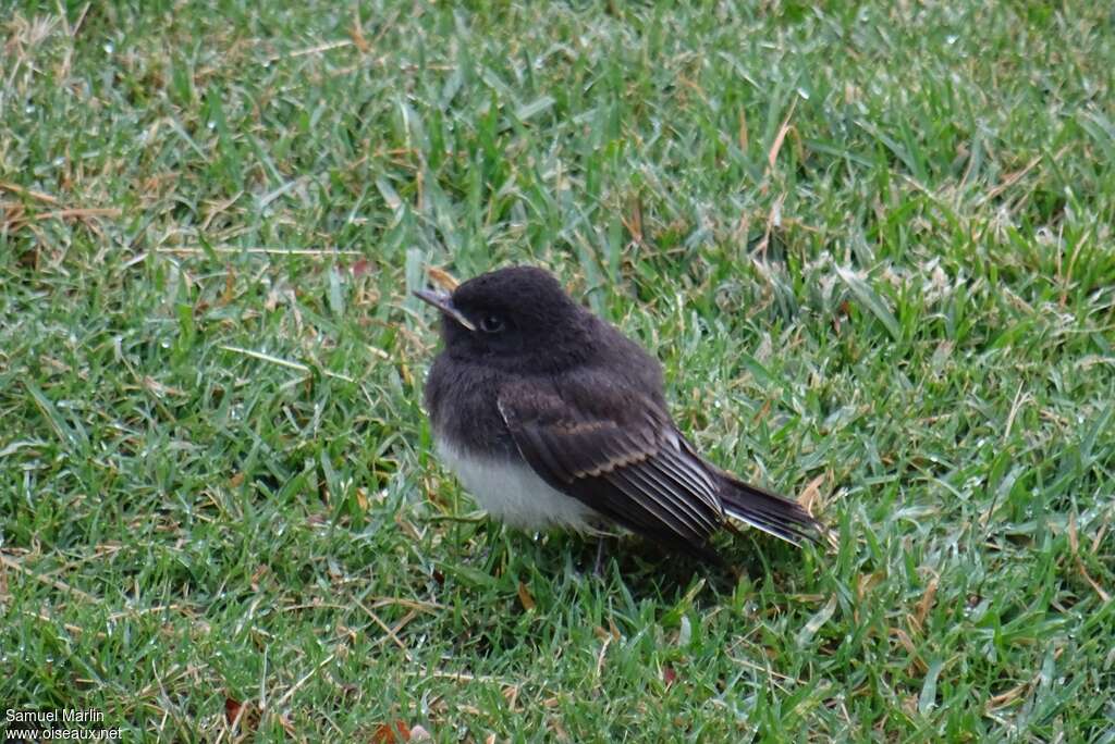 Black Phoebejuvenile, identification