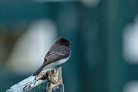 Black Phoebe