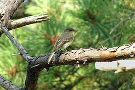 Eastern Phoebe