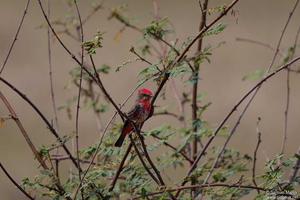 Vermilion Flycatcher male