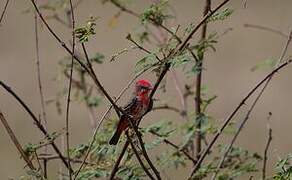 Vermilion Flycatcher