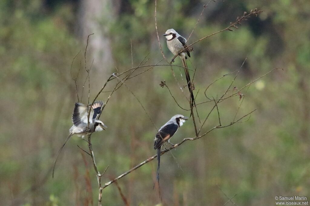 Streamer-tailed Tyrant