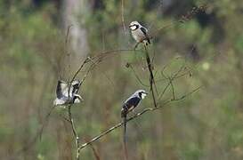 Streamer-tailed Tyrant