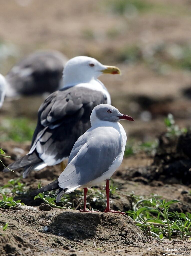 Mouette à tête griseadulte