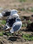 Mouette à tête grise