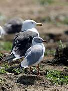 Mouette à tête grise