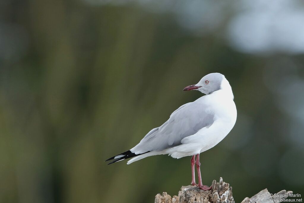 Mouette à tête griseadulte