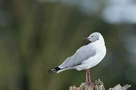 Grey-headed Gull