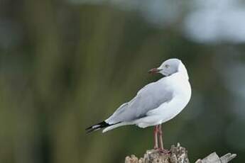 Mouette à tête grise