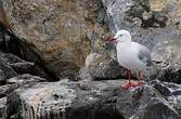 Mouette argentée