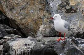 Silver Gull