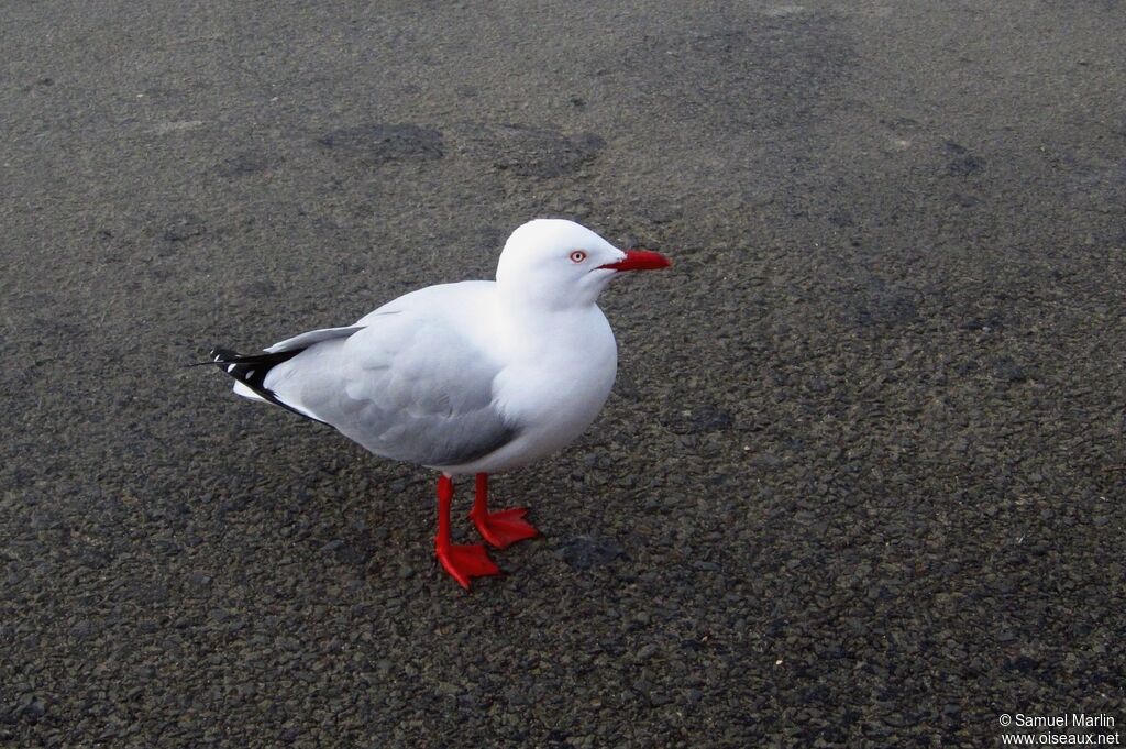 Silver Gull