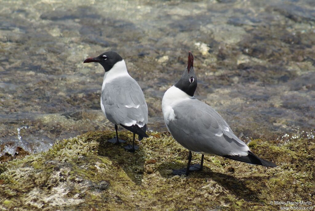 Mouette atricilleadulte