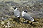 Mouette atricille