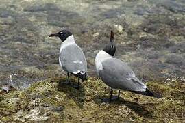 Laughing Gull