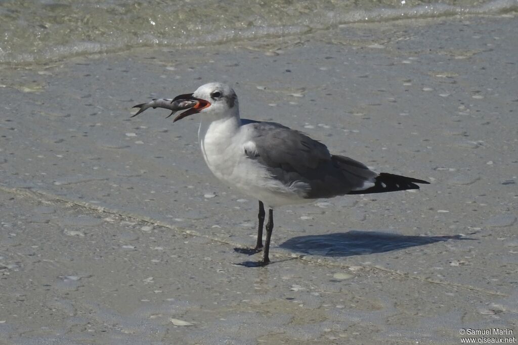 Mouette atricilleadulte, mange