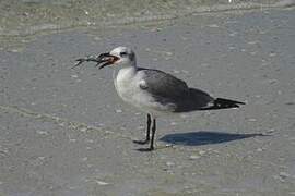 Mouette atricille