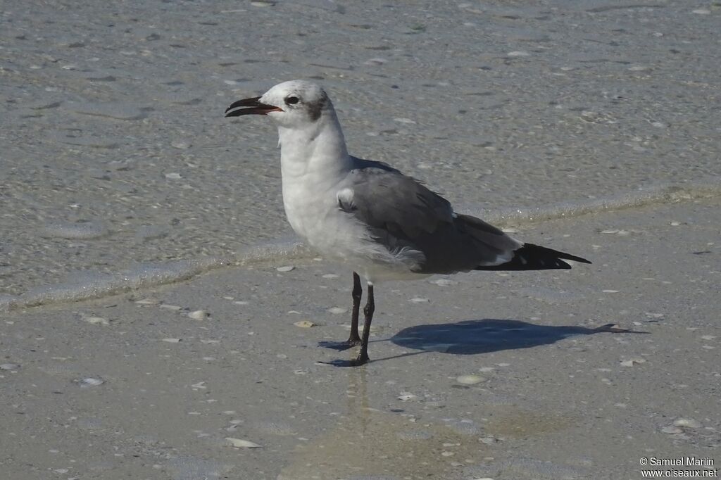 Mouette atricilleadulte