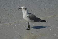 Mouette atricille