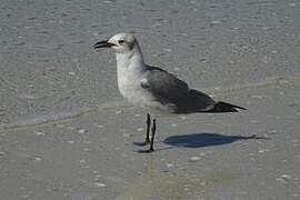 Laughing Gull