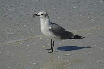 Mouette atricille