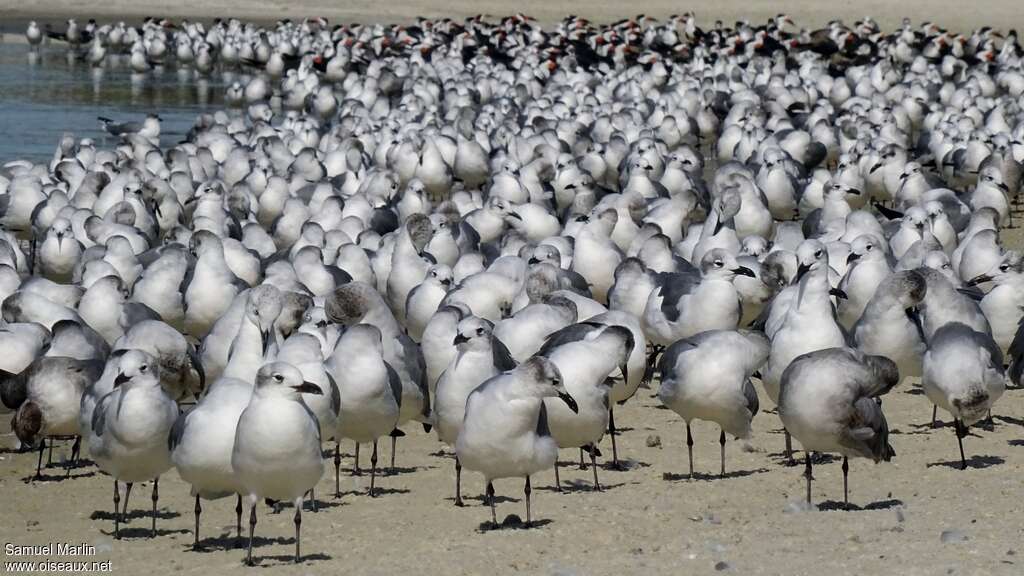 Mouette atricille, Comportement