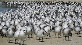 Mouette atricille