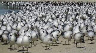 Laughing Gull