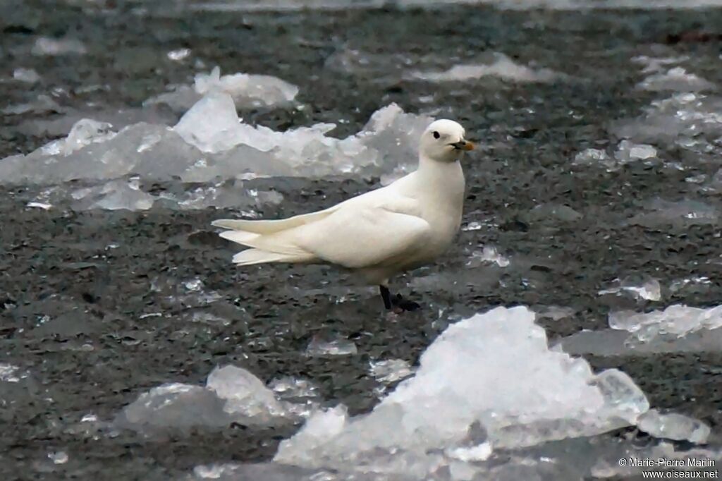 Mouette blancheadulte