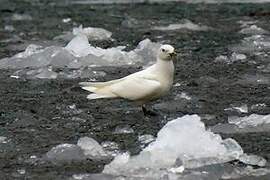 Ivory Gull