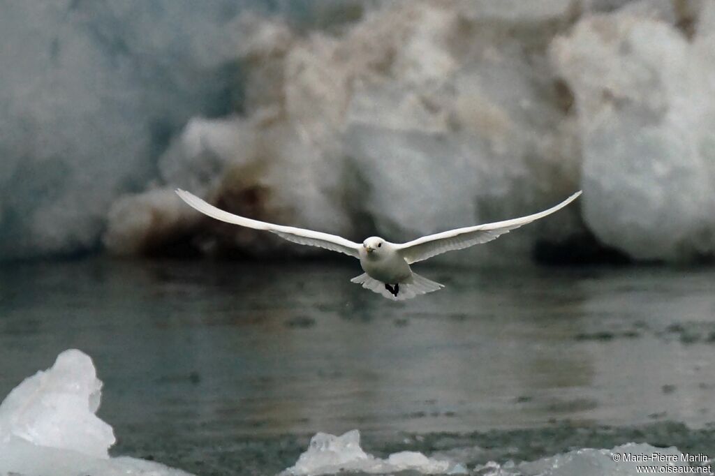 Mouette blancheadulte, Vol