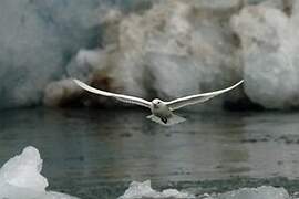 Ivory Gull