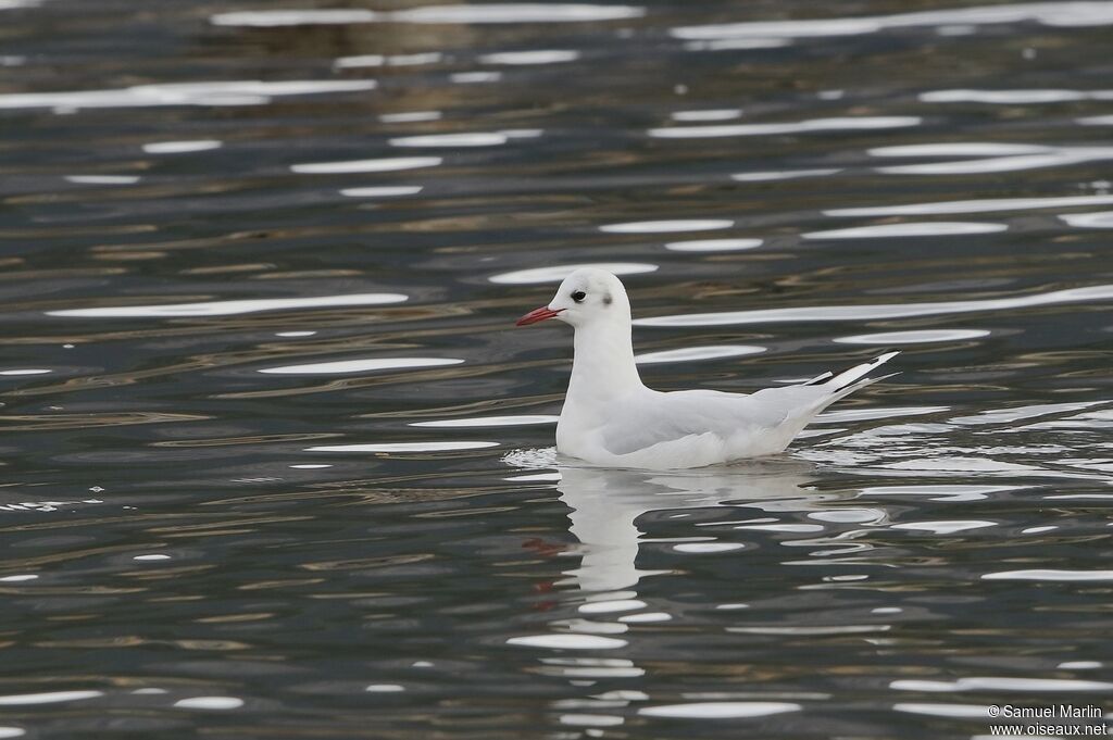 Mouette de Patagonieadulte