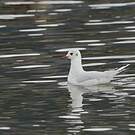 Mouette de Patagonie