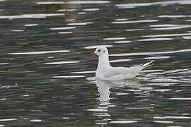 Brown-hooded Gull