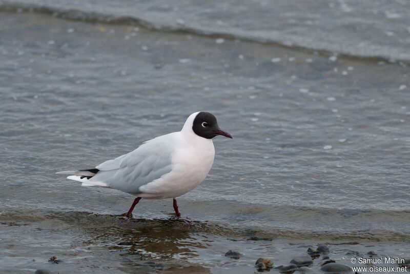 Brown-hooded Gull male adult