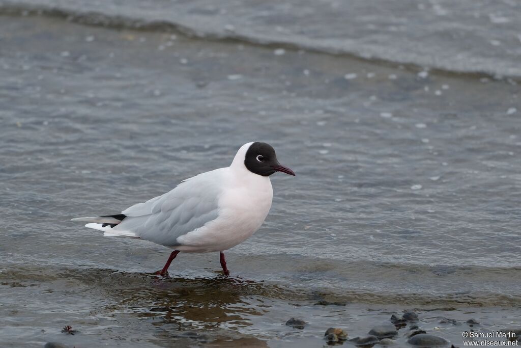 Mouette de Patagonie mâle adulte